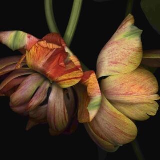 Luzia_SimonsGErdaRidlerFlowerPower